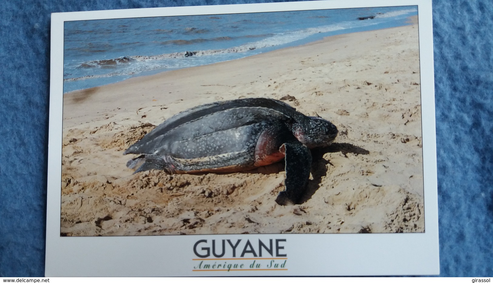 CPM TORTUE LUTH  MANA GUYANE FRANCAISE PHOTO J CAVAILLE ED GARND SUD - Schildkröten