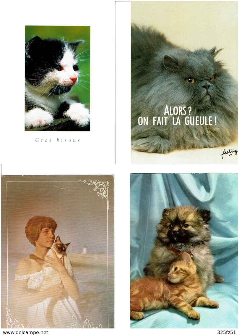 CHATS /  Lot De 43 Cartes Postales Modernes écrites - 5 - 99 Karten