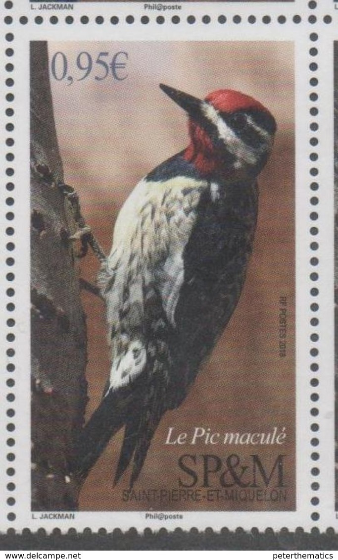 ST. PIERRE ET MIQUELON, SPM, 2018, MNH,BIRDS, 1v - Other & Unclassified