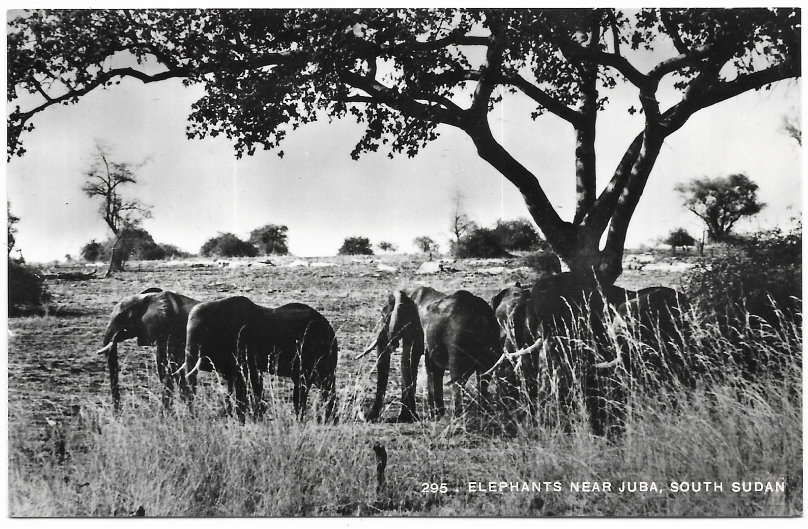 Soudan Elephants Near Juba, South Sudan Photo Stores (G. Karakashian) Khartoum, Sudan - Soudan