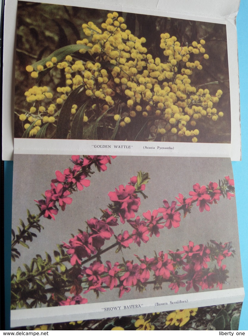 Beautiful Australian WILDFLOWERS In Colour ( Letter Card / Valentine ) Anno 19?? ( See / Voir / Zie Photo ) ! - Autres & Non Classés