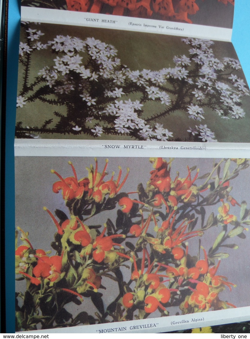 Beautiful Australian WILDFLOWERS In Colour ( Letter Card / Valentine ) Anno 19?? ( See / Voir / Zie Photo ) ! - Autres & Non Classés