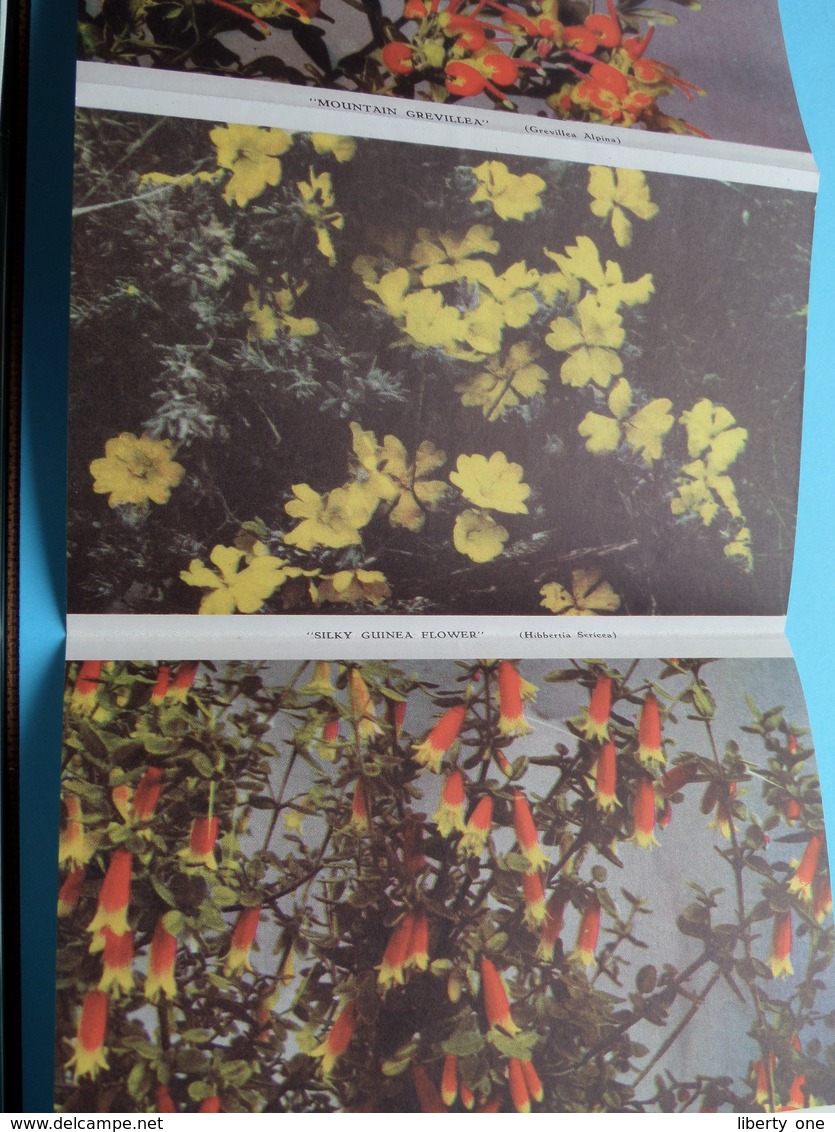 Beautiful Australian WILDFLOWERS In Colour ( Letter Card / Valentine ) Anno 19?? ( See / Voir / Zie Photo ) ! - Autres & Non Classés