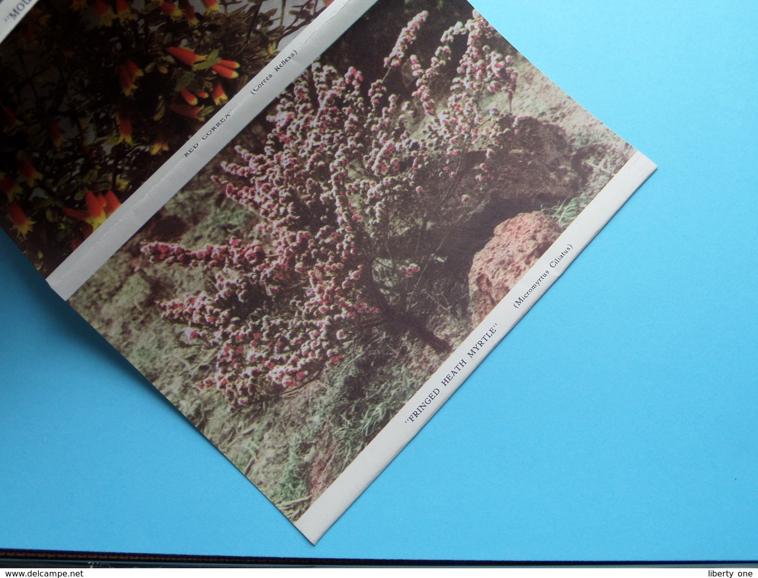 Beautiful Australian WILDFLOWERS in Colour ( Letter Card / Valentine ) Anno 19?? ( See / Voir / zie Photo ) !