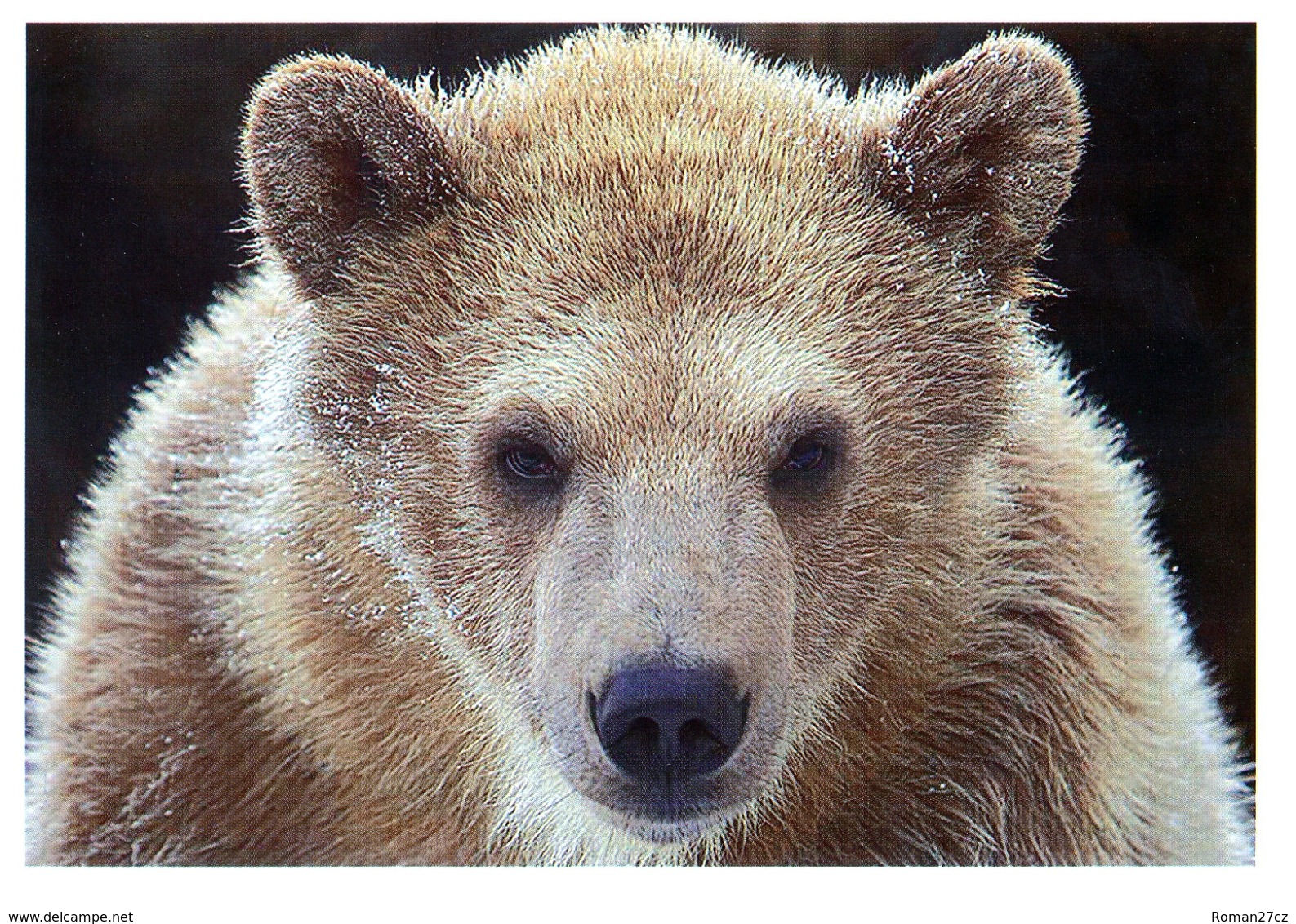 ZOO Osnabruck, Germany - Bear - Osnabrueck