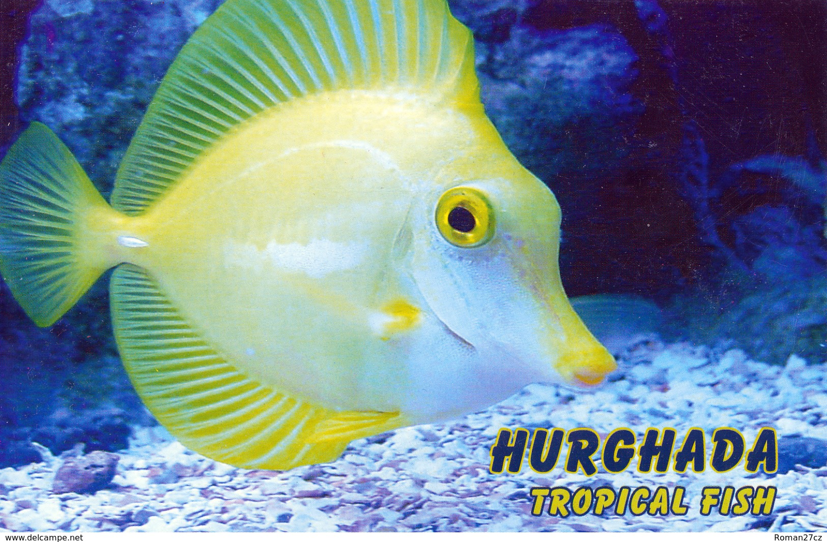 Hurghada, Egypt - Tang Fish - Hurgada