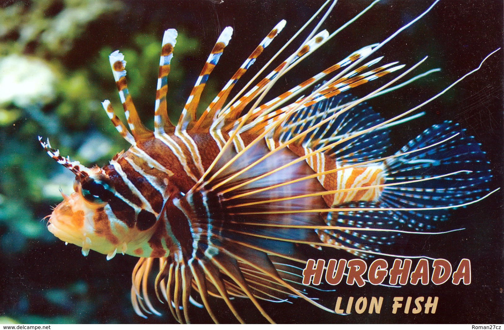 Hurghada, Egypt - Lion Fish - Hurghada