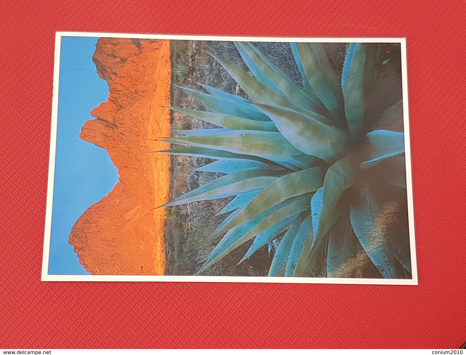 Big Bend National Park, Agave (gelaufen 1995), H25 - Big Bend