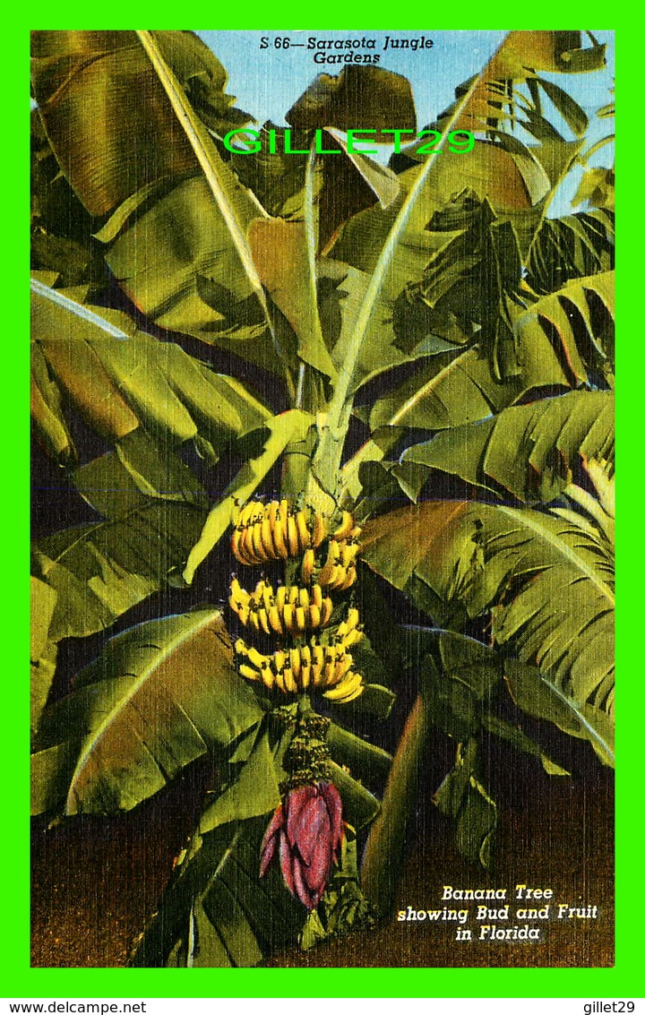 SARASOTA, FL - SARASOTA JUNGLE GARDENS - BANANA TREE SHOWING BUD AND FRUIT - - Sarasota