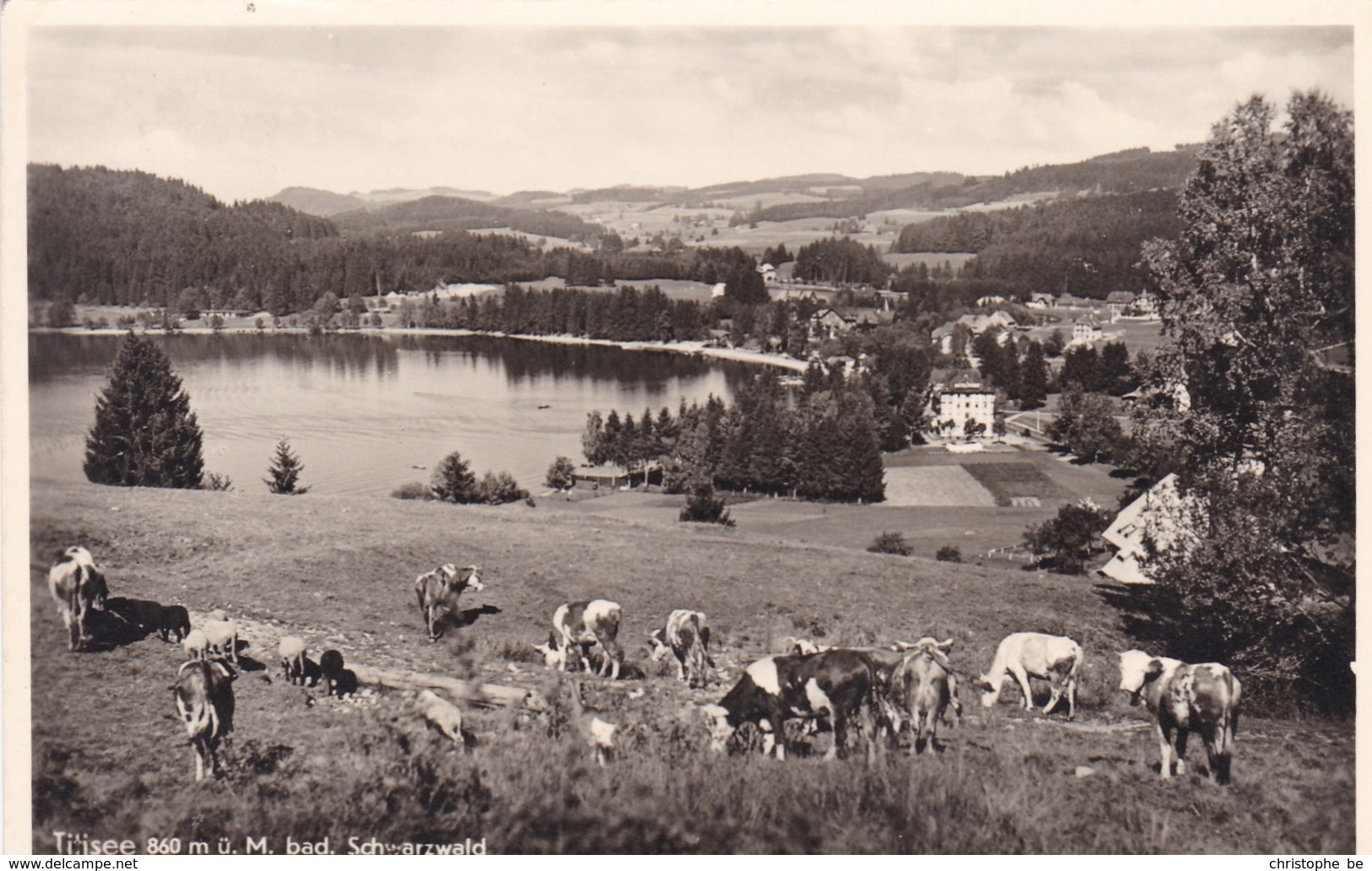 Titisee U M Bad Schwarzwald (pk60100) - Wald