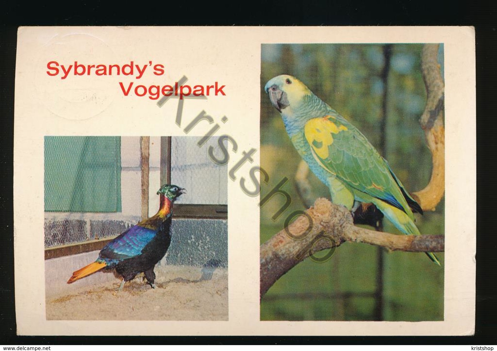 Rijs - Sybrandy's Vogelpark - Blauwvoorhoofds-Amazone - Koningsglans  Fazant [AA42-4.712 - Other & Unclassified