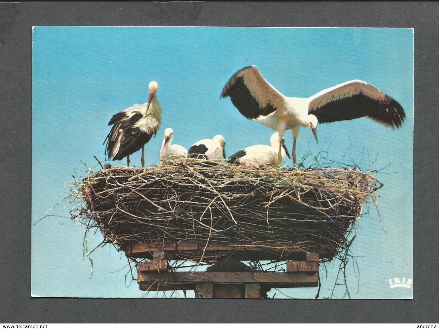 ANIMALS - ANIMAUX - BIRDS - OISEAUX - NID DE CIGOGNES À MUTTERSHOLTZ - ÉDITIONS LA CIGOGNE - Oiseaux