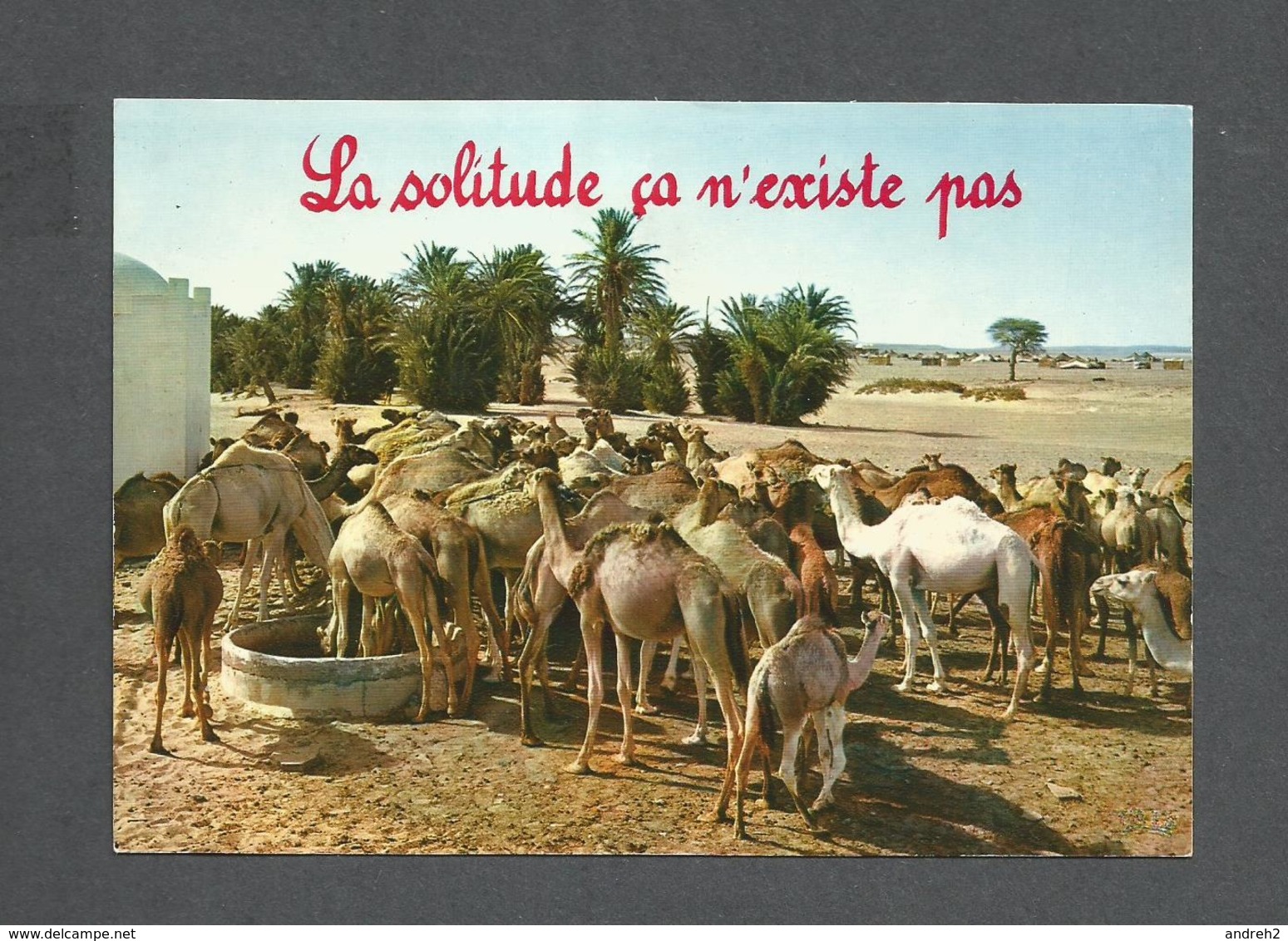 ANIMALS - ANIMAUX - HUMOUR - TROUPEAU DE DROMADAIRES - LA SOLITUDE ÇA N'EXISTE PAS - COLLECTION DU CLUB - Autres & Non Classés