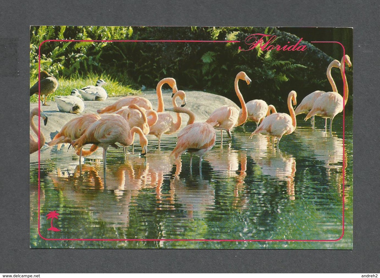ANIMALS - ANIMAUX - FROM FLORIDA COLORFUL FLAMINGOS CAN BE SEEN IN MANY AREAS OF FLORIDA - PHOTO WERNER J. BERTSCH - Oiseaux