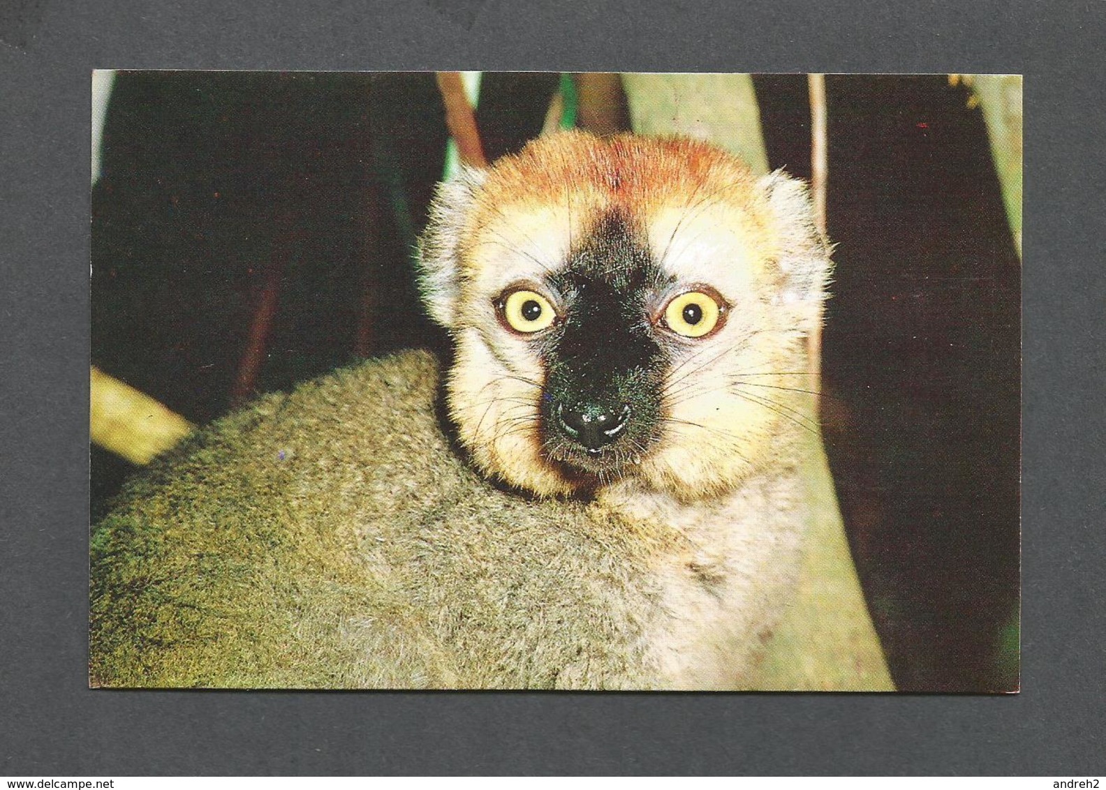 ANIMALS - ANIMAUX - LEMURIENS DE MADAGASCAR - LEMUR FULVUS RUFUS - PHOTO A. VISAGE - Autres & Non Classés