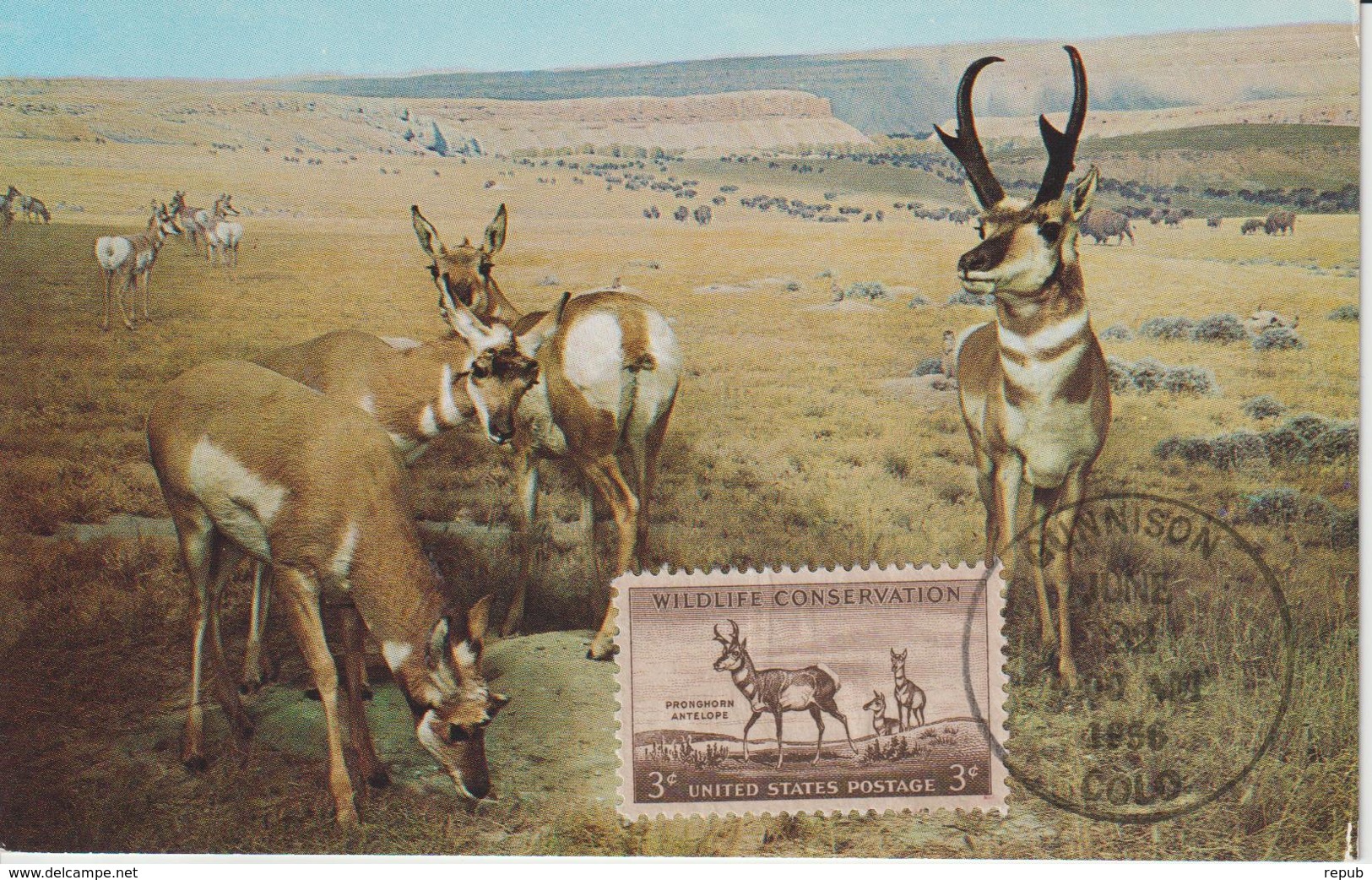 Etats-Unis Carte Maximum Animaux 1956 Antilopes 612 - Maximumkaarten