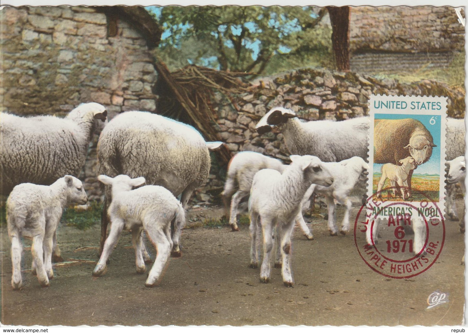 Etats-Unis Carte Maximum Animaux 1971 Moutons 916 - Maximumkarten (MC)