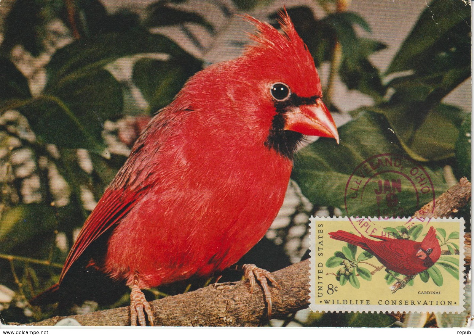 Etats-Unis Carte Maximum Oiseaux 1972 Cardinal 964 - Maximum Cards
