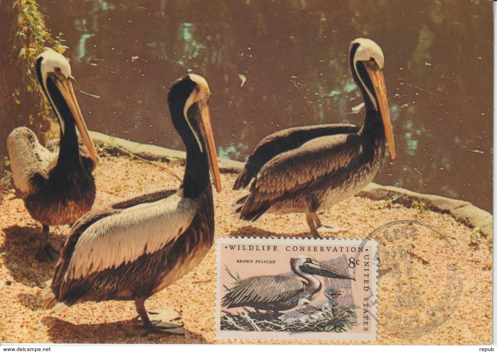 Etats-Unis Carte Maximum Oiseaux 1972 Pélican 965 - Maximumkarten (MC)