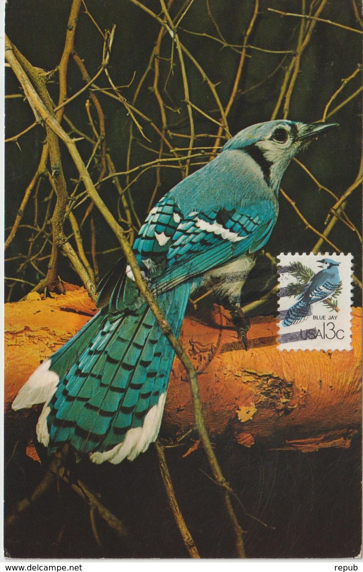 Etats-Unis Carte Maximum Oiseaux 1978 Geai 1209 - Maximumkaarten