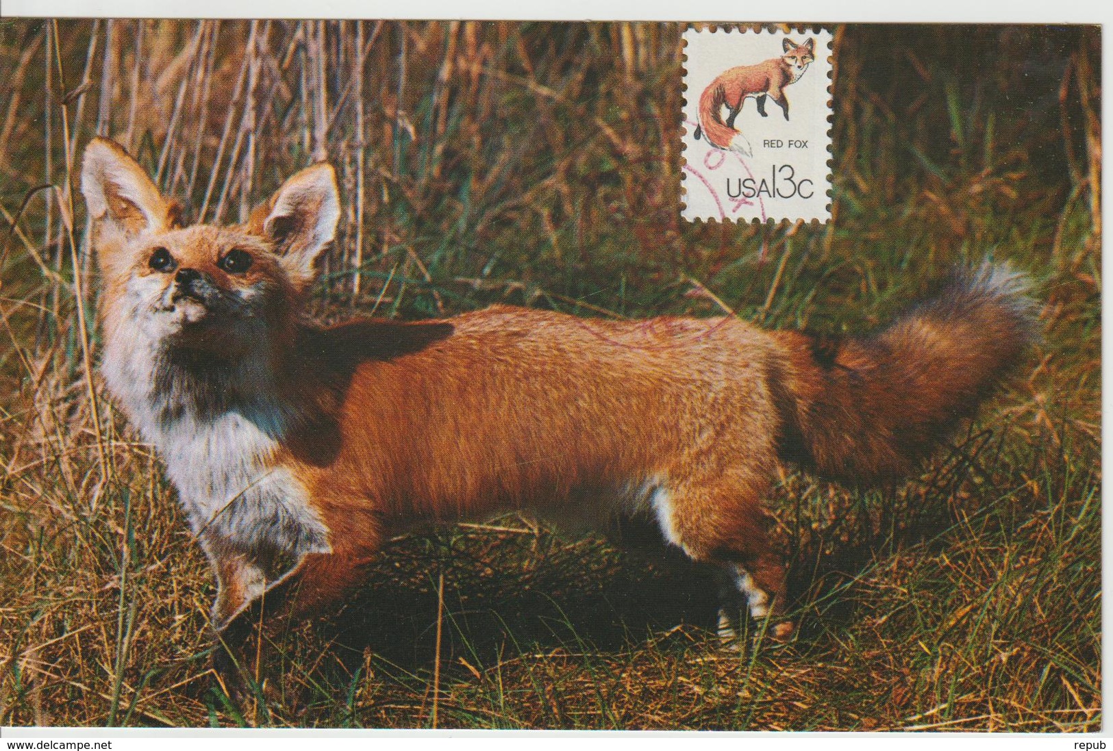 Etats-Unis Carte Maximum Animaux 1978 Renard 1212 - Maximumkaarten