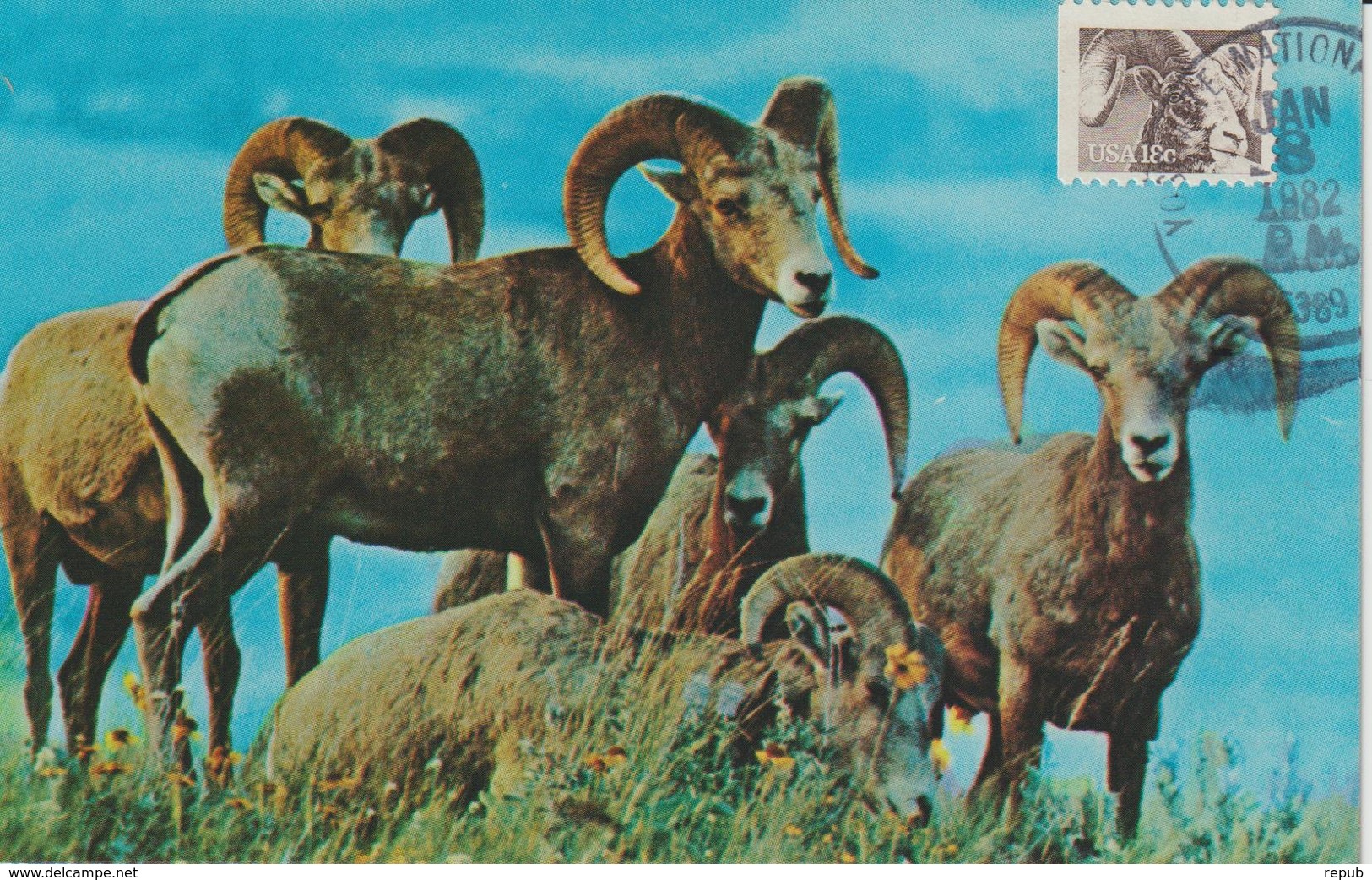 Etats-Unis Carte Maximum Animaux 1981 Mouflon 1321 - Maximum Cards