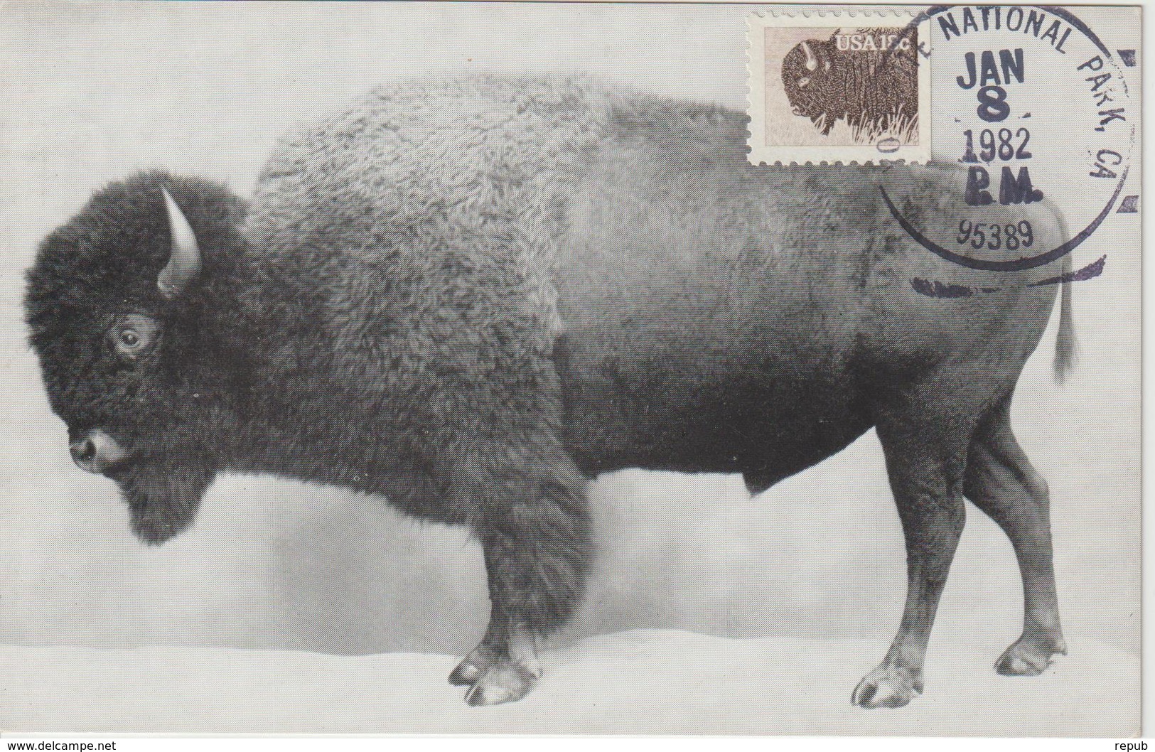 Etats-Unis Carte Maximum Animaux 1981 Bison 1324 - Cartes-Maximum (CM)