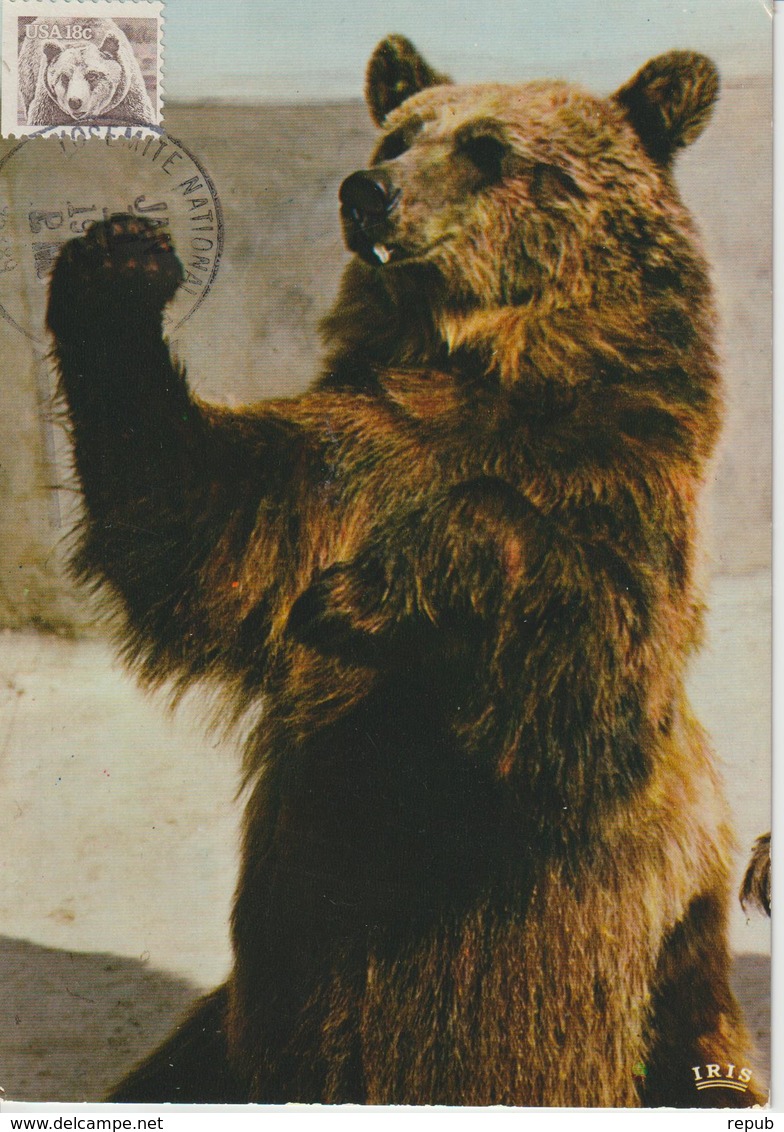 Etats-Unis Carte Maximum Animaux 1981 Ours Brun 1325 - Maximum Cards