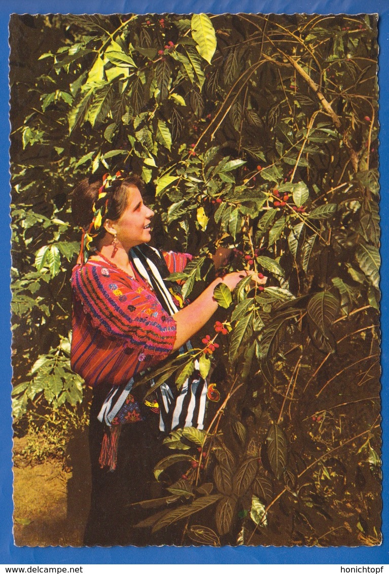 Guatemala; Indigena Cortando Cafe - Guatemala