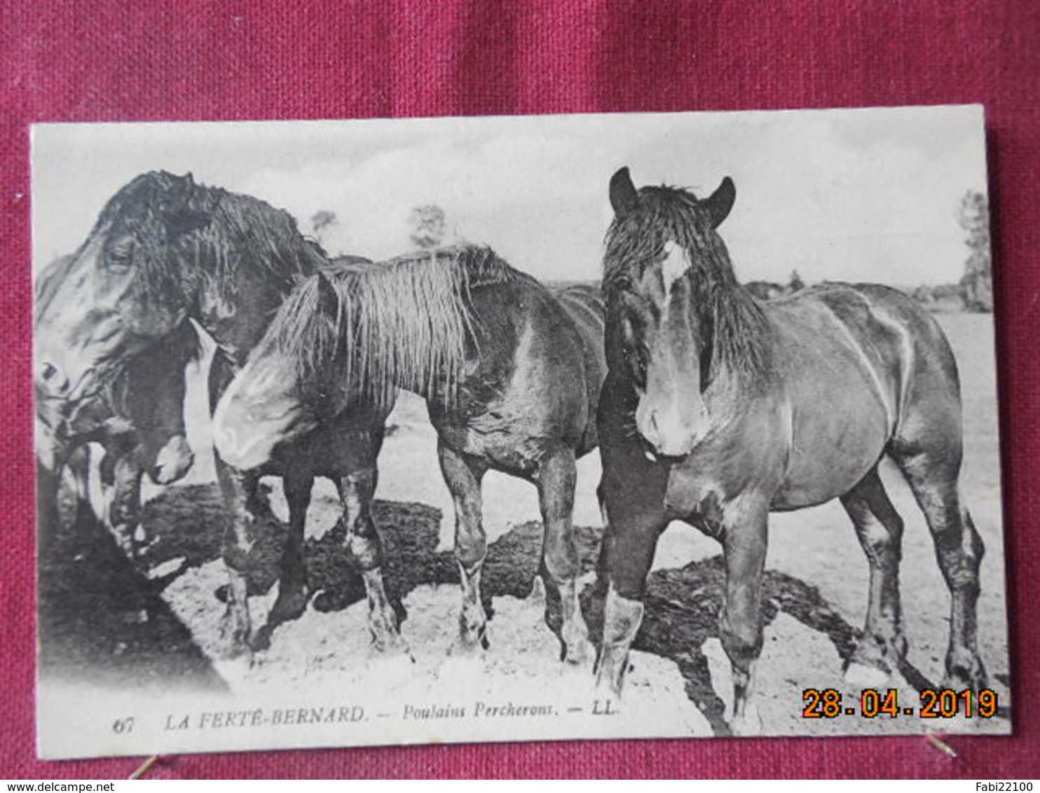 CPA - La Ferté-Bernard - Poulains Percherons - La Ferte Bernard