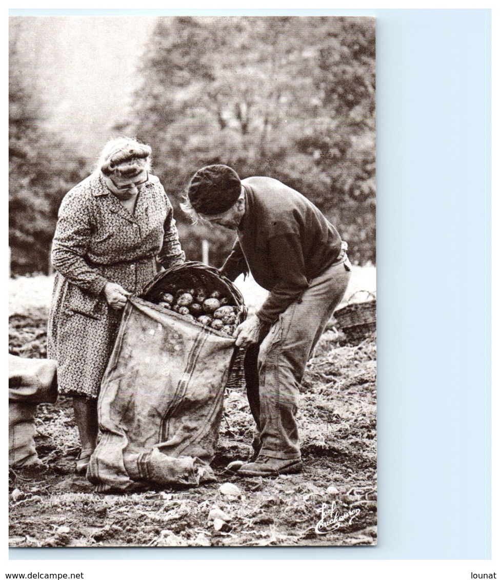 Métier - Paysans - Glaneur De Pommes De Terre - Les Vosges Les Vieux Métiers - Paysans