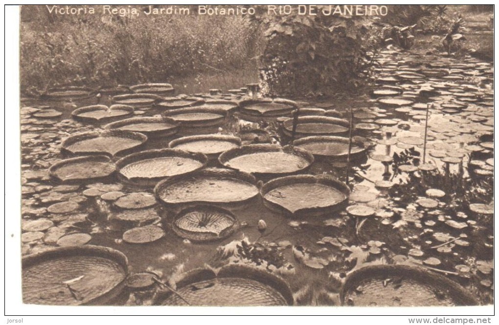 POSTAL  RIO DE JANEIRO - BRASIL  -  VICTORIA REGIA .JARDIM BOTANICO - Rio De Janeiro