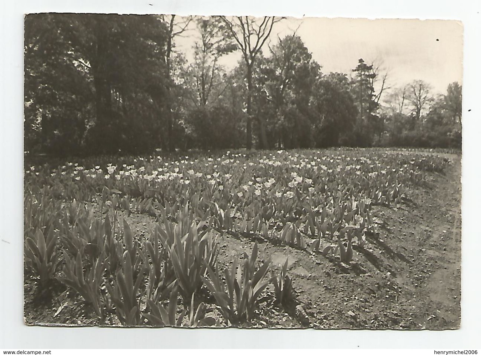 78 - école Th Roussel Champ De Tulipes Cachet écrite De Montesson 1957 - Montesson