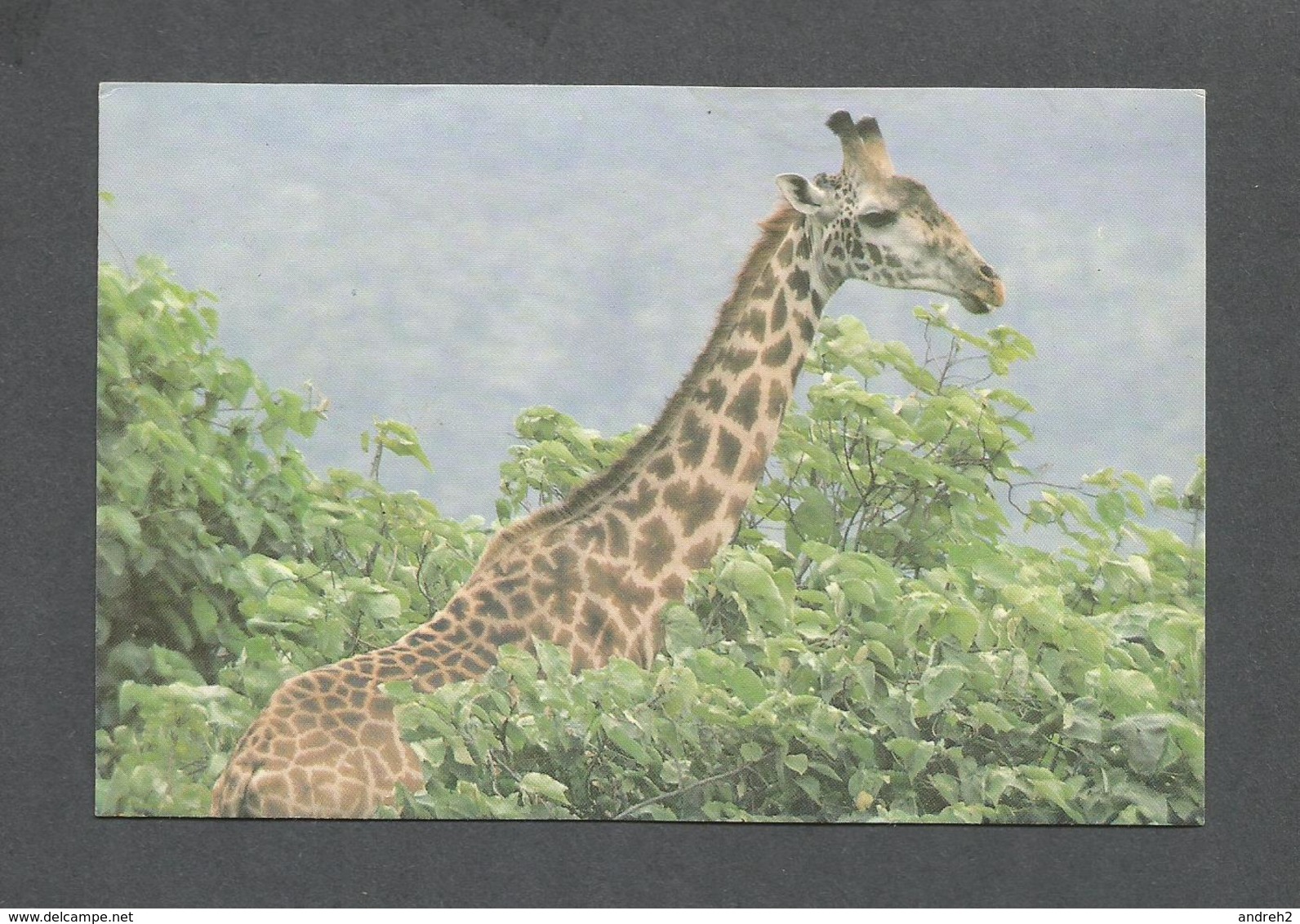 ANIMALS - ANIMAUX - MASAI GIRAFFE ARUSHA NATIONAL PARK - PHOTO NEIL BAKER - Girafes