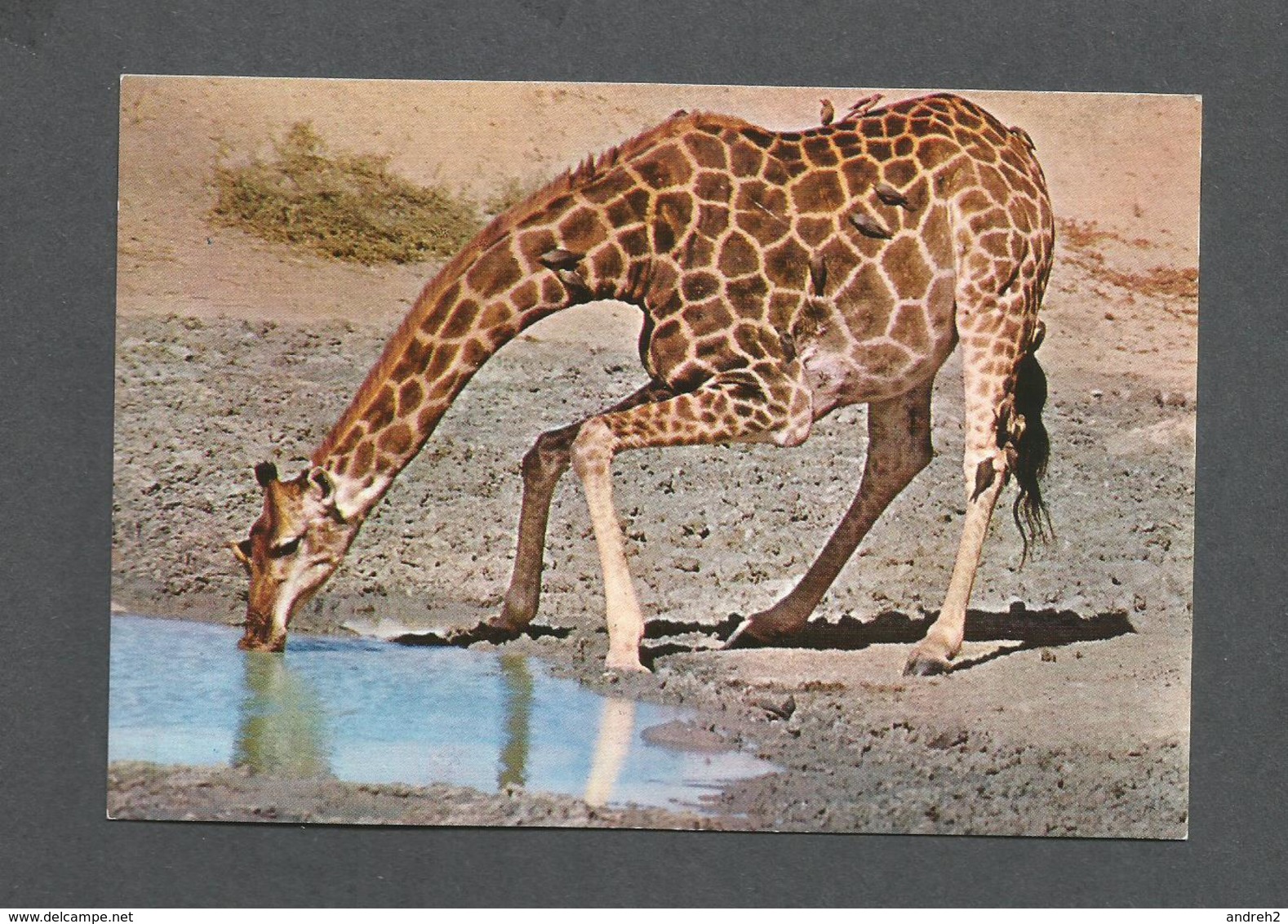 ANIMALS - ANIMAUX - GIRAFFE - LUANGWA VALLEY NATIONAL PARK - BY SAPRA STUDIO - Girafes