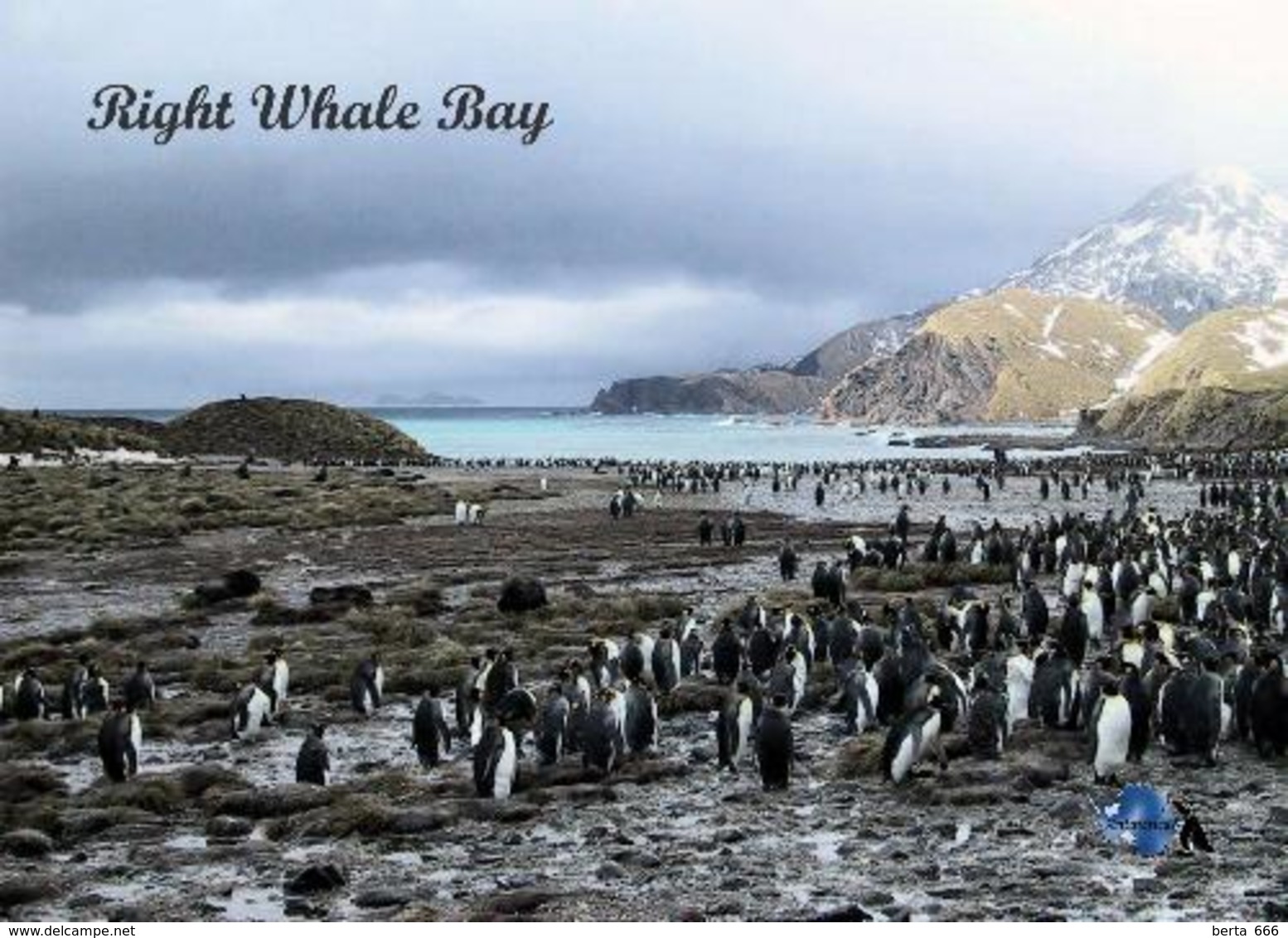 South Georgia Right Whale Bay New Postcard Südgeorgien AK - Sonstige & Ohne Zuordnung