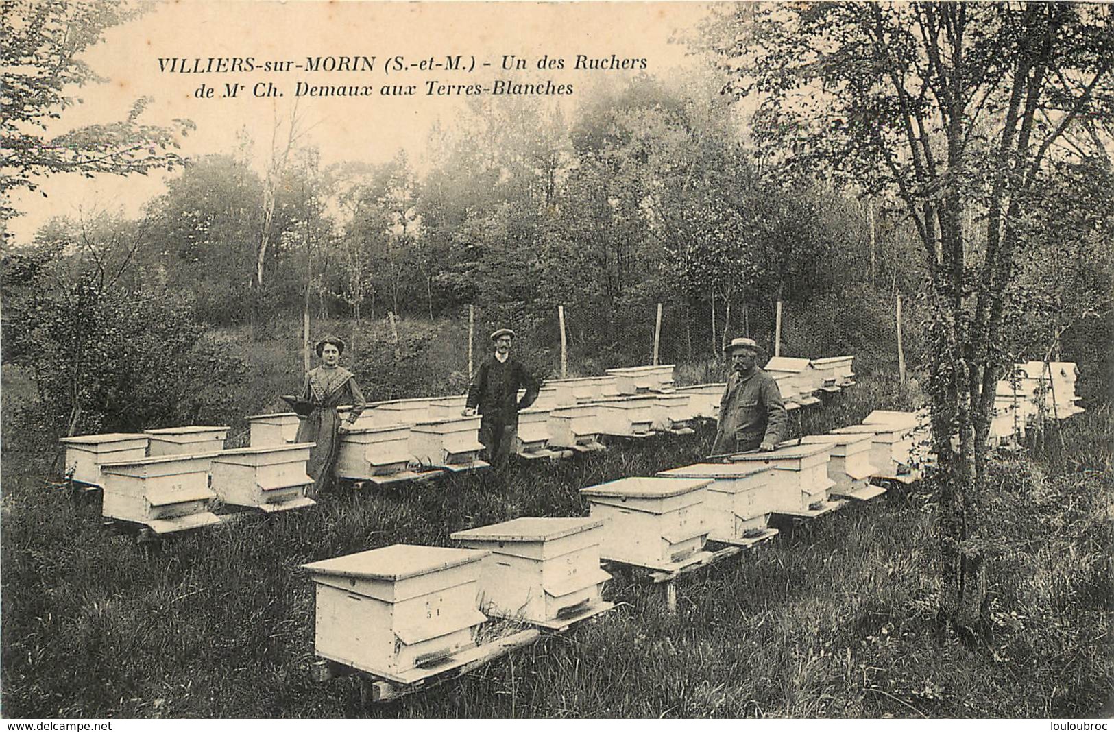 VILLIERS SUR MORIN  UN DES RUCHERS DE M. DEMAUX AUX TERRES BLANCHES - Autres & Non Classés