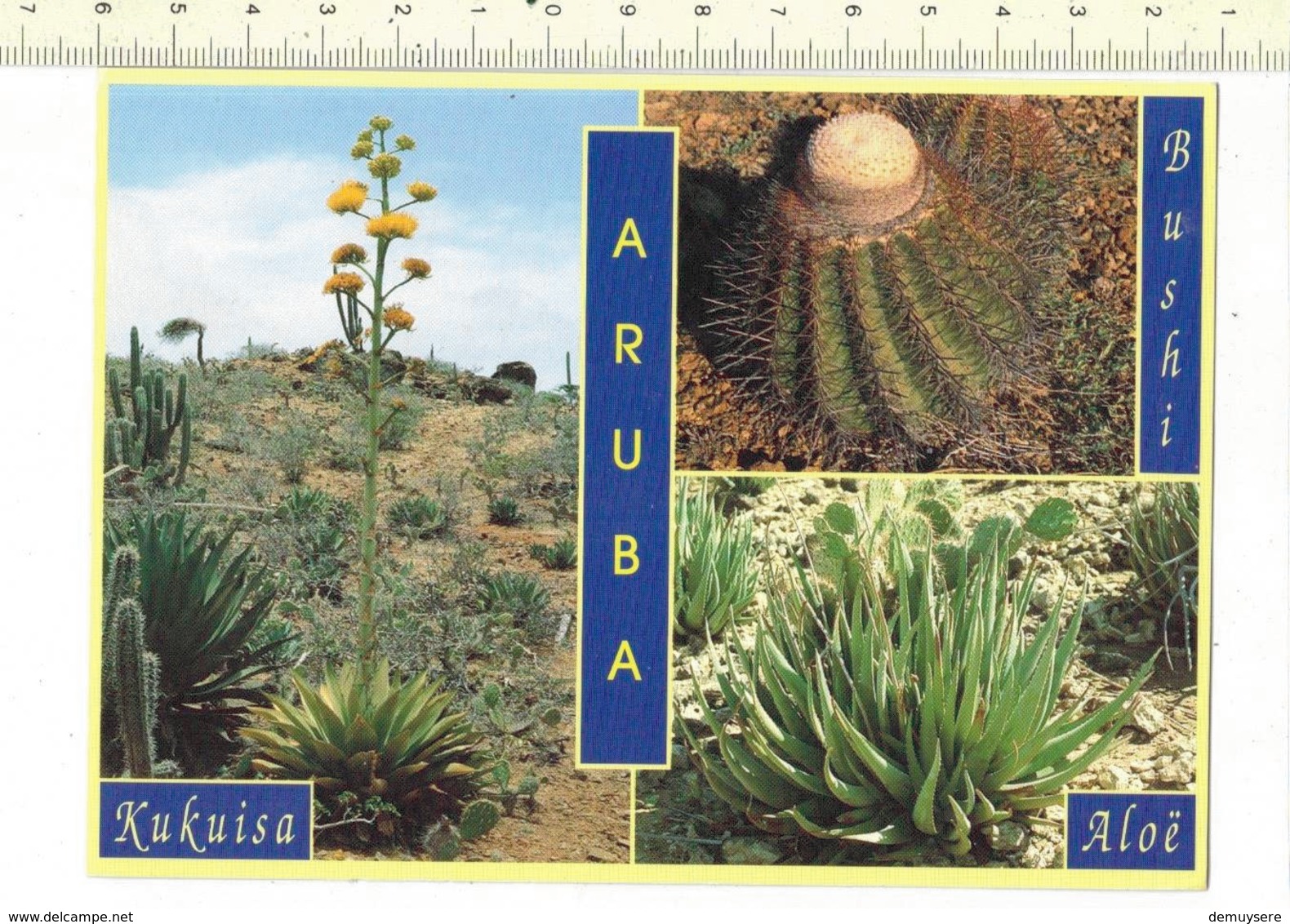 50512 - ARUBA SOME TYPICAL PLANTS FROM THE ISLAND - Aruba