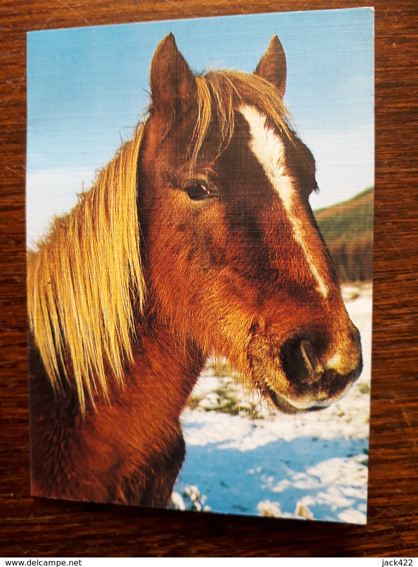 L20/107 Mini Calendrier Publicitaire. 1991. Cheval. Emmerin. Joel Coiffure - Small : 1991-00