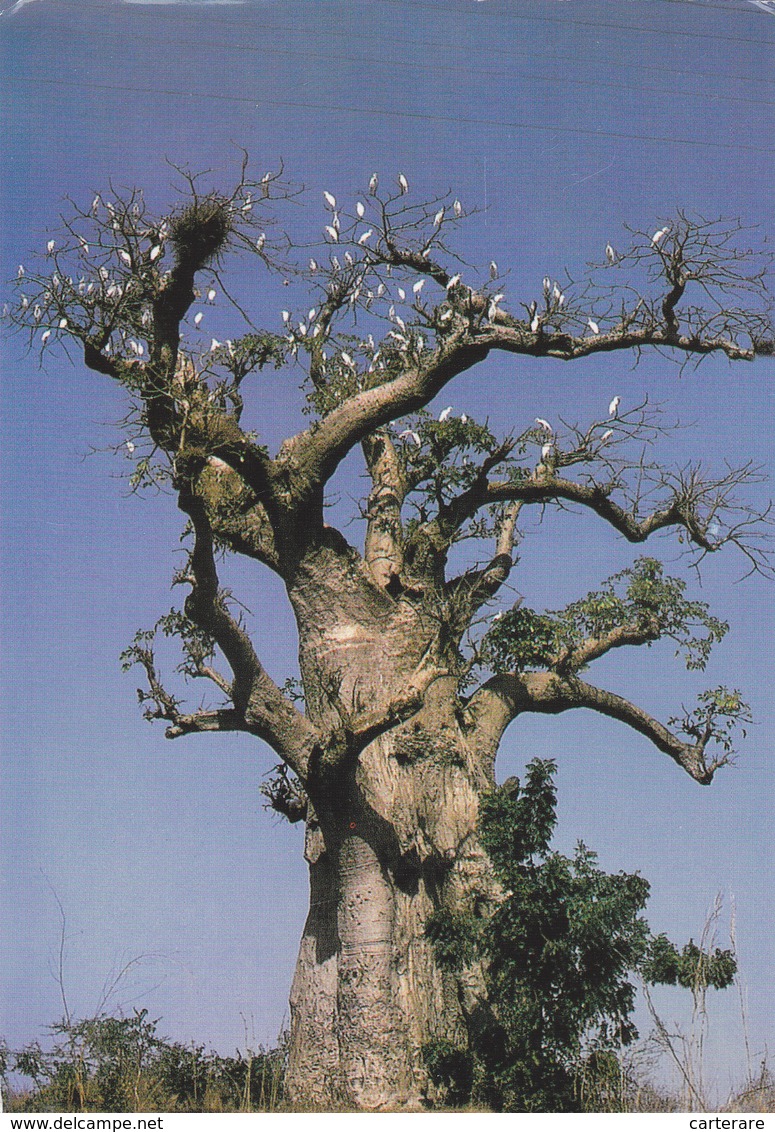 AFRIQUE De L'ouest,AFRICA,AFRIKA,SENEGAL,BAOBAB - Sénégal