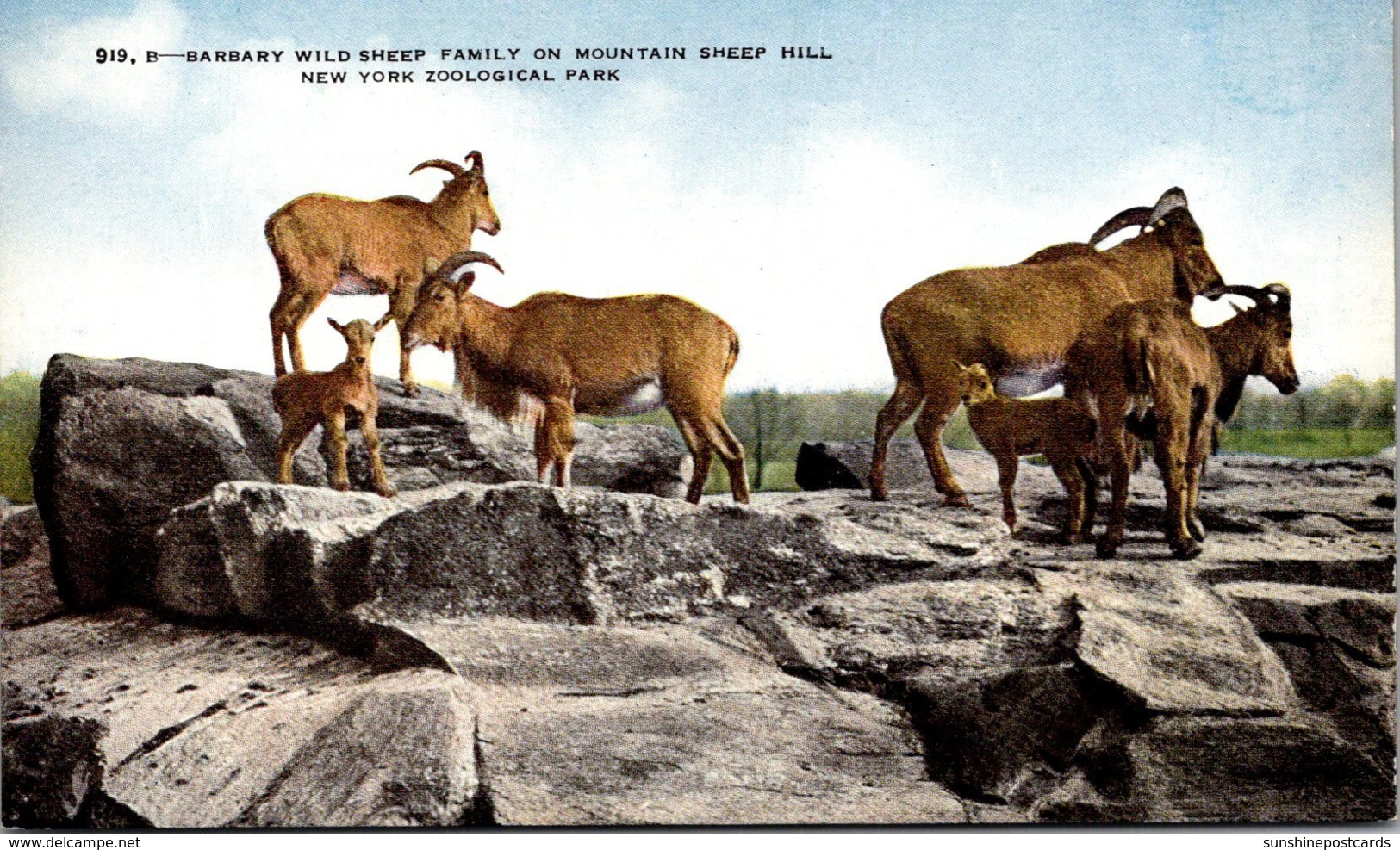 New York City Bronx Zoo Barbary Wild Sheep Family On Mountain Sheep Hill New York Zoological Park - Bronx