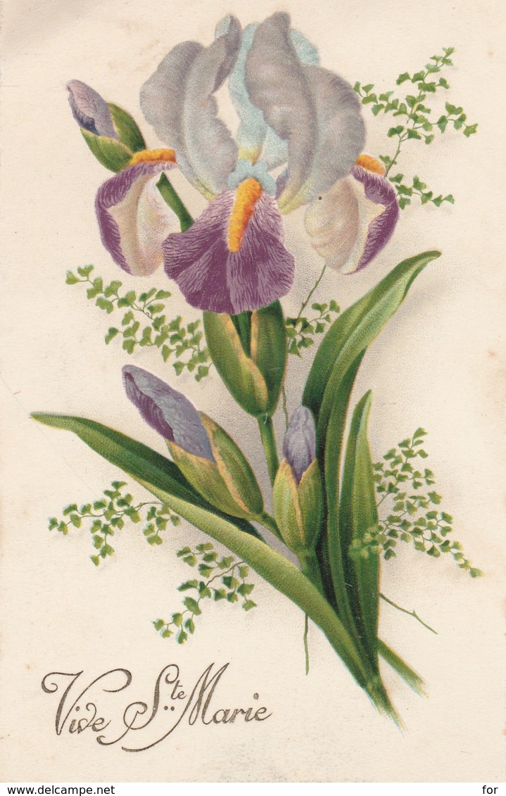 Prénoms : MARIE : Vive Sainte-marie : Fleurs - Iris - Vornamen