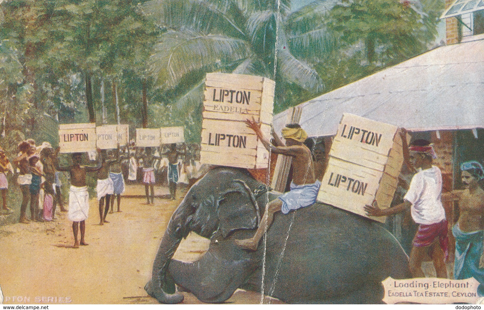 R020580 Loading Elephant. Eadella Tea Estate. Ceylon. Faulkner - Monde