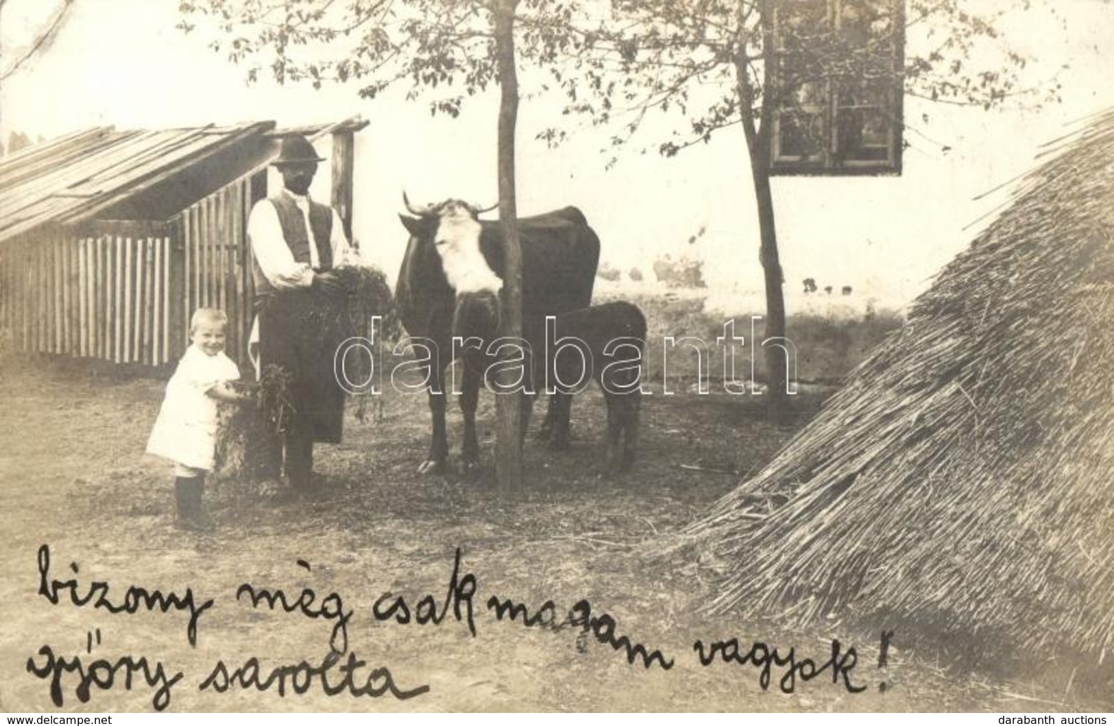 T2/T3 1909 Rafna, Ramna; Mezőgazdasági Telep, Tehén / Farm, Cattle, Cow, Photo (EK) - Unclassified