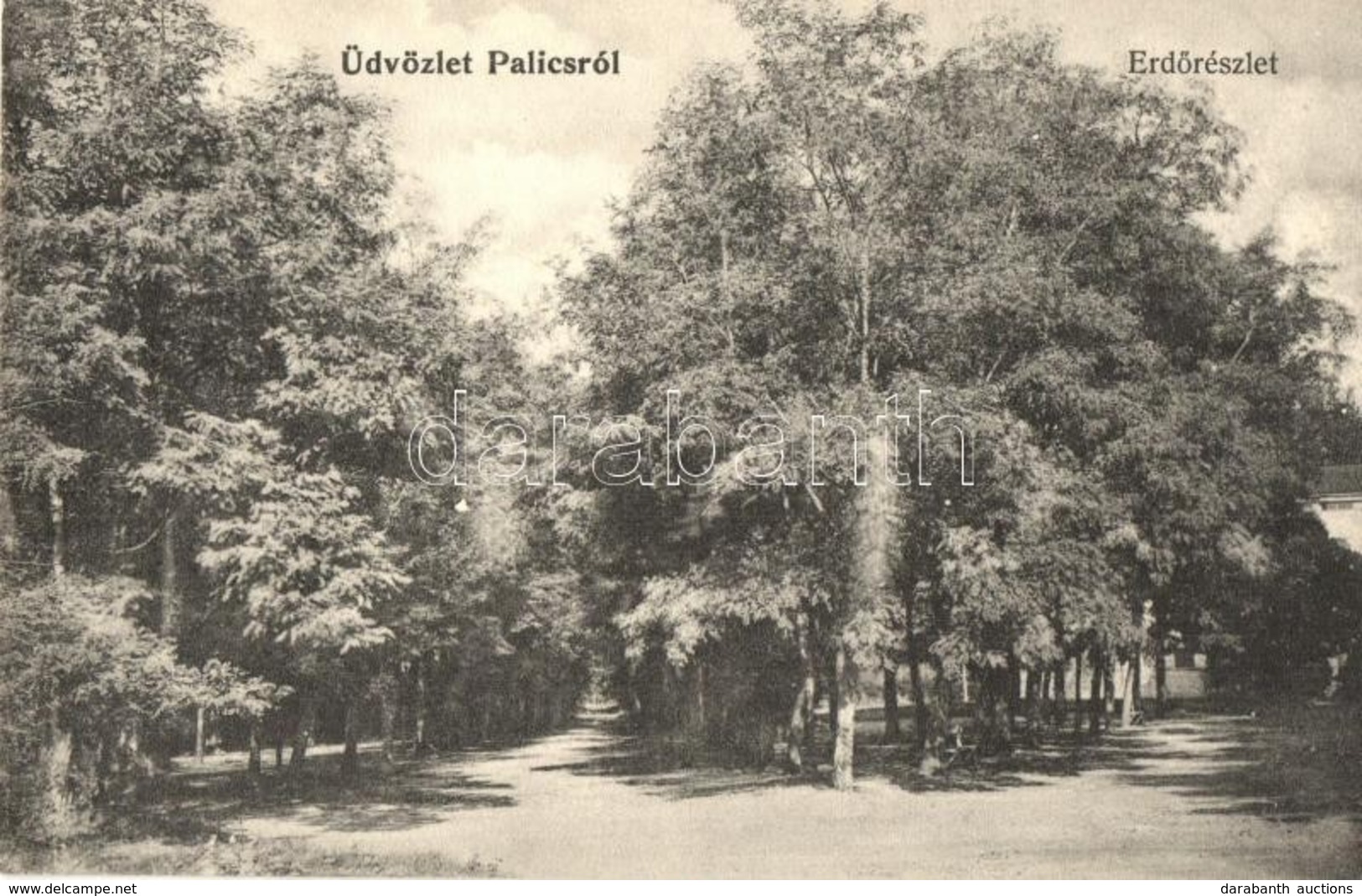 ** T1/T2 Palics, Palic; Erdő Részlet / Forest - Zonder Classificatie