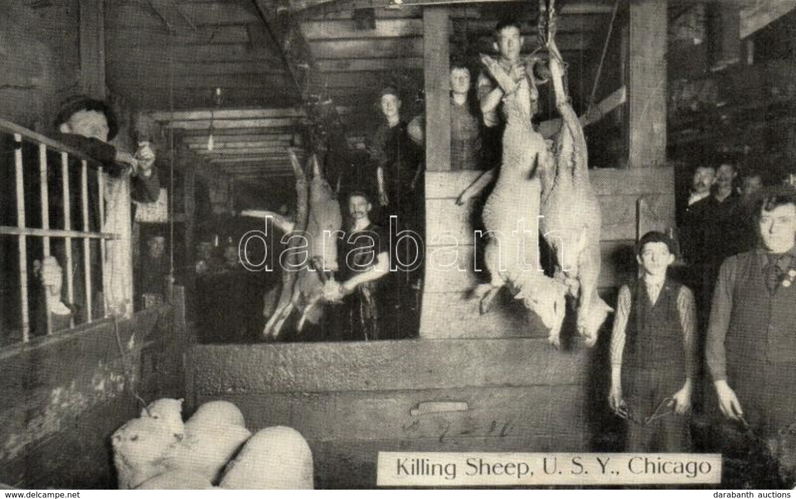 * T2 Chicago, U.S.Y. (Union Stock Yards), Killing Sheep - Zonder Classificatie