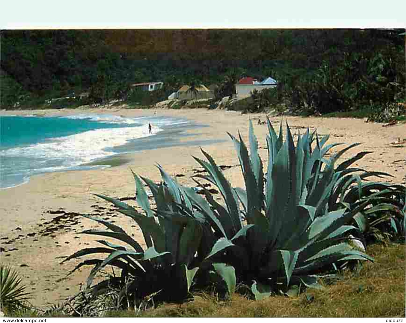 Guadeloupe - Saint Barthélemy - La Plage Des Flamands - Voir Scans Recto-Verso - Saint Barthelemy