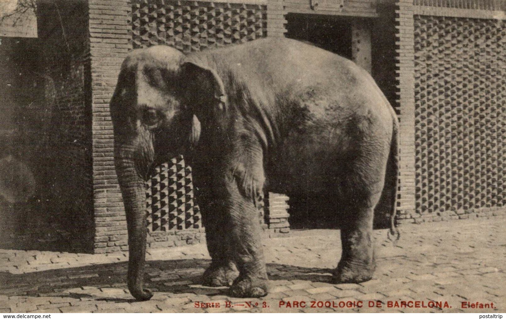 PARC ZOOLOGIC DE BARCELONA. - ELEFANTE // ELEPHANT - Elefantes