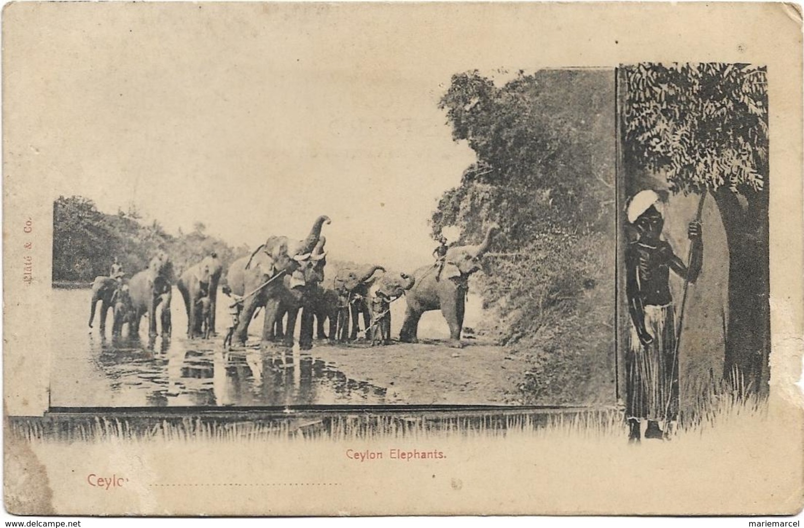 SRI LANKA - CEYLON ELEPHANTS - Ceylan - Troupeau D'éléphants Avec Hommes - Statue D'homme - Sri Lanka (Ceilán)