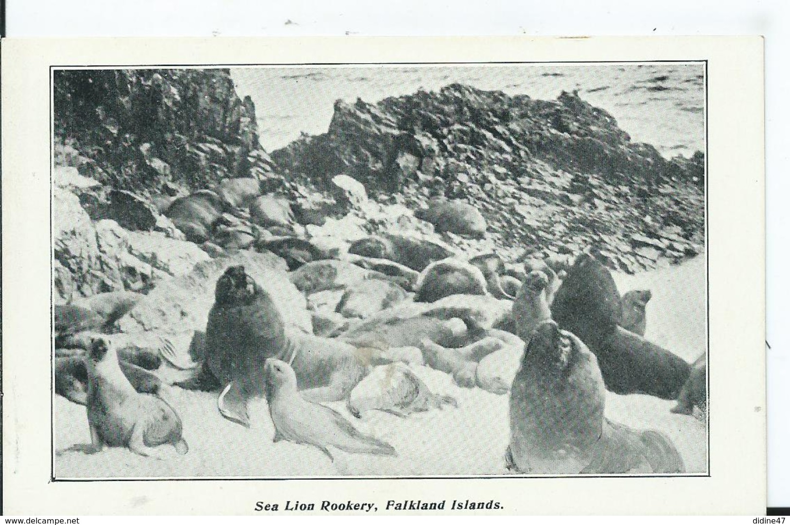 FALKLAND - Sea Lion Rookery - Falkland